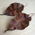 copper feat image